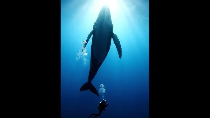 4399视频在线观看韩国电影! - 深蓝星球：探索海洋深处的未知世界